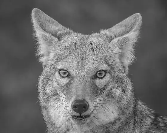 Coyote Cultural Society