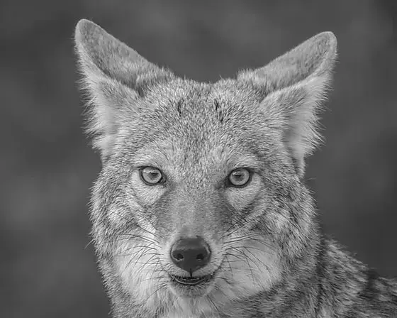 Coyote Cultural Society