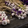 The Sharing Farm- The Garlic Fest